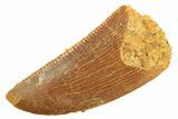 Serrated Raptor Tooth - Real Dinosaur Tooth #297745-1